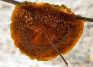 Qué es la cera de las abejas? – Apinectar